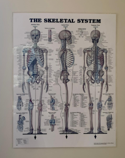 The Skeletal System Poster